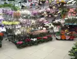 Магазин цветов Орхидеи и другая экзотика фото - доставка цветов и букетов
